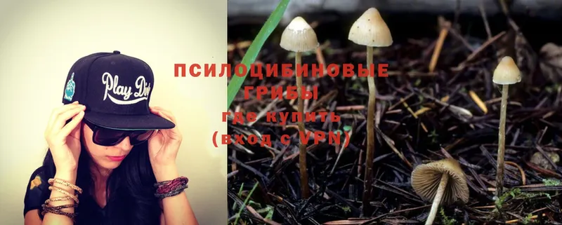 купить наркотик  Нытва  Галлюциногенные грибы MAGIC MUSHROOMS 